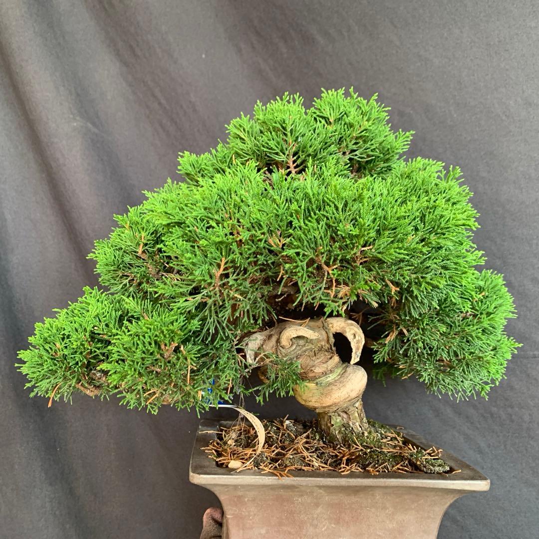 糸魚川真柏　模様木