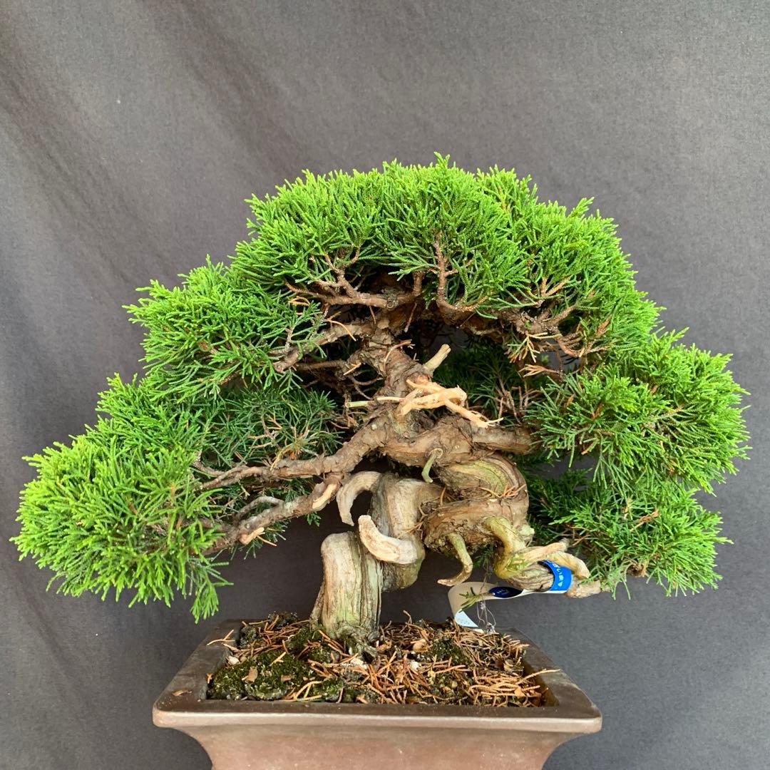 糸魚川真柏　模様木