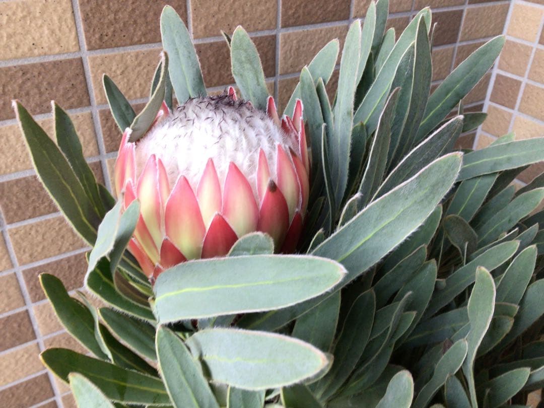 現品1点物の幹極太でつぼみたくさんのプロテア・ポッサムマジック