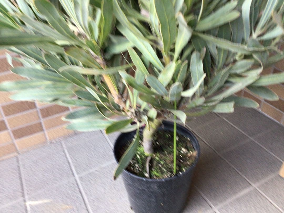 現品1点物の幹極太でつぼみたくさんのプロテア・ポッサムマジック