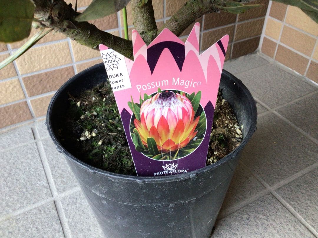現品1点物の幹極太でつぼみたくさんのプロテア・ポッサムマジック