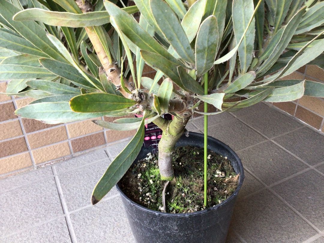 現品1点物の幹極太でつぼみたくさんのプロテア・ポッサムマジック