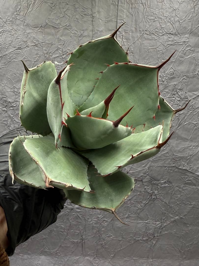 アガベ チタノタ“赤棘パリー トランカータ” 美しい青白い 大株 - メルカリ