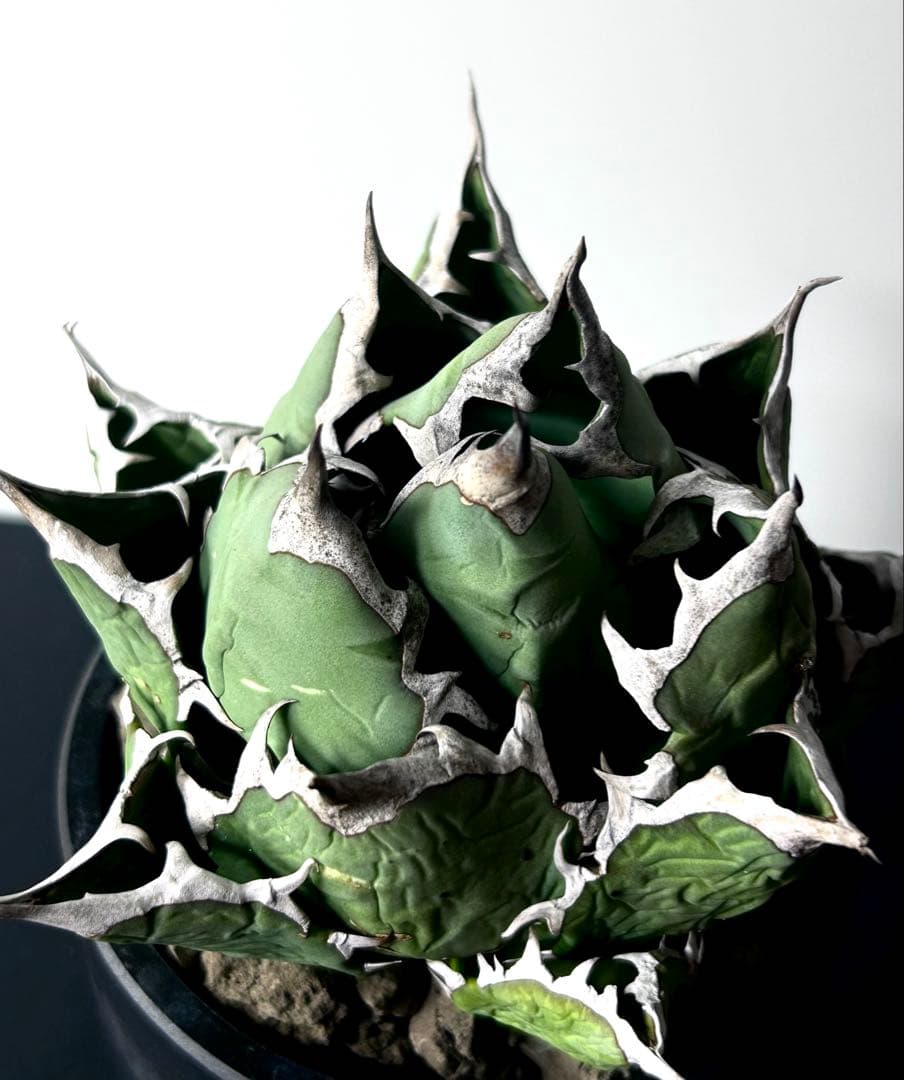 【コレクター品、ボール株】アガベ　姫厳竜　子株7個付　SSS級　No.18