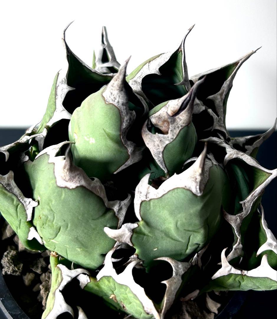 【コレクター品、ボール株】アガベ　姫厳竜　子株7個付　SSS級　No.18