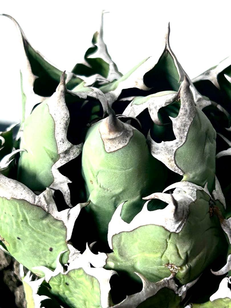 【コレクター品、ボール株】アガベ　姫厳竜　子株7個付　SSS級　No.18