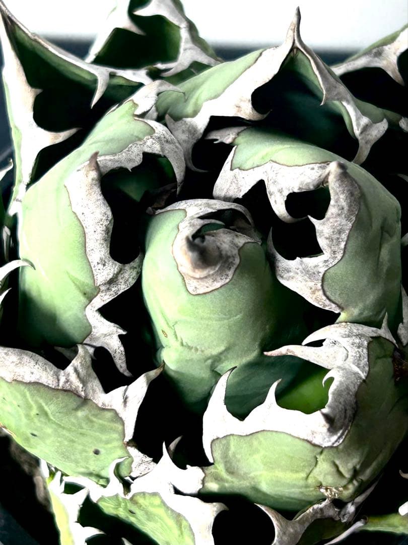 【コレクター品、ボール株】アガベ　姫厳竜　子株7個付　SSS級　No.18