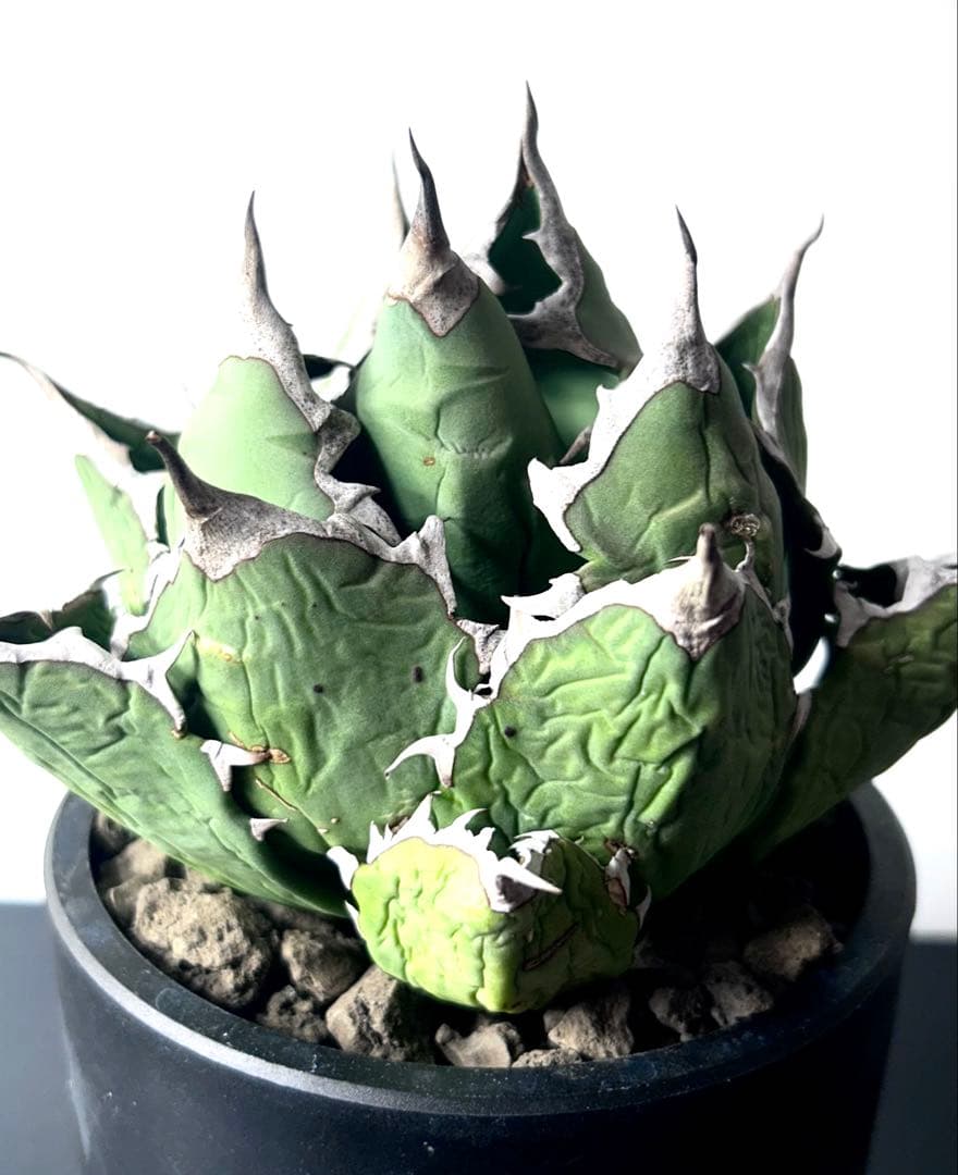 【コレクター品、ボール株】アガベ　姫厳竜　子株7個付　SSS級　No.18