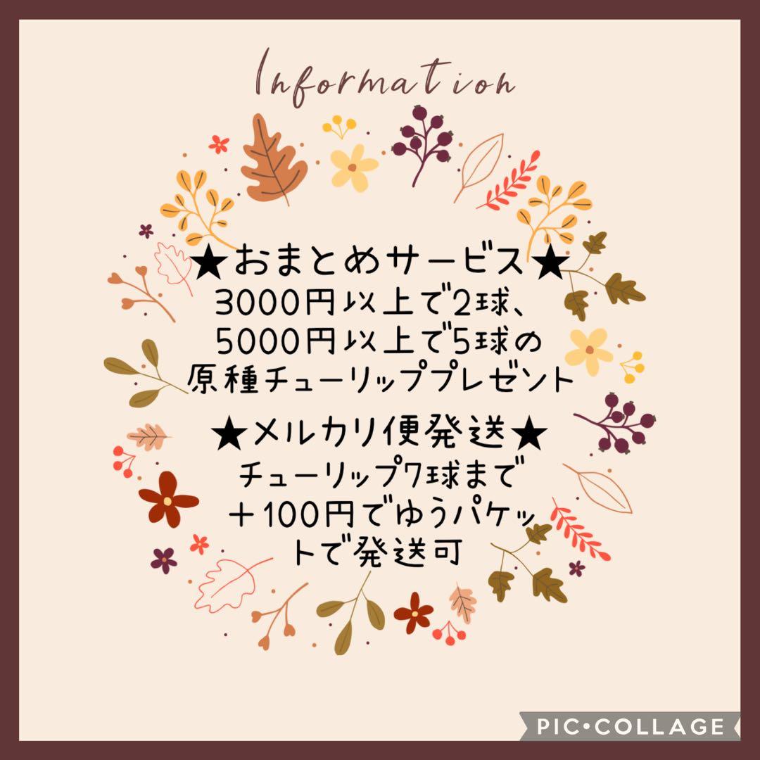 球根】フォックストロット 7球 チューリップ ピンク 花色変化 数量限定