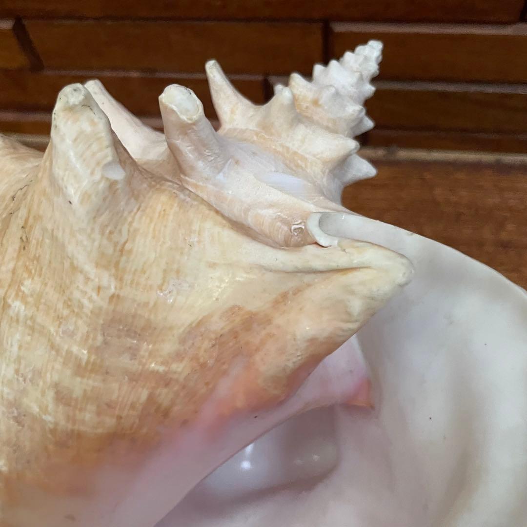 希少 コンク貝 コンクシェル ピンク貝 法螺貝 - メルカリ