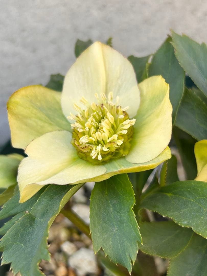 千重系交配　認定モーリー　クリスマスローズ