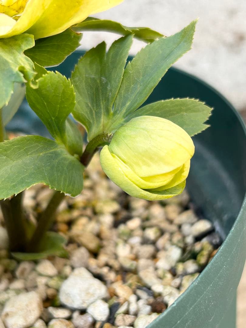 千重系交配　認定モーリー　クリスマスローズ