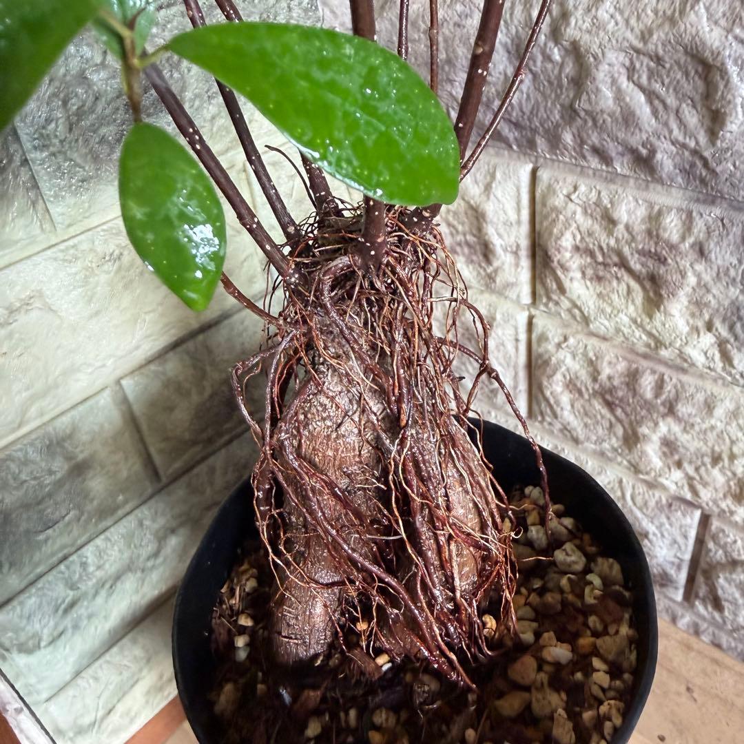 ガジュマル 実生株｜太幹・気根発達中｜盆栽向き・一点物　鹿児島産