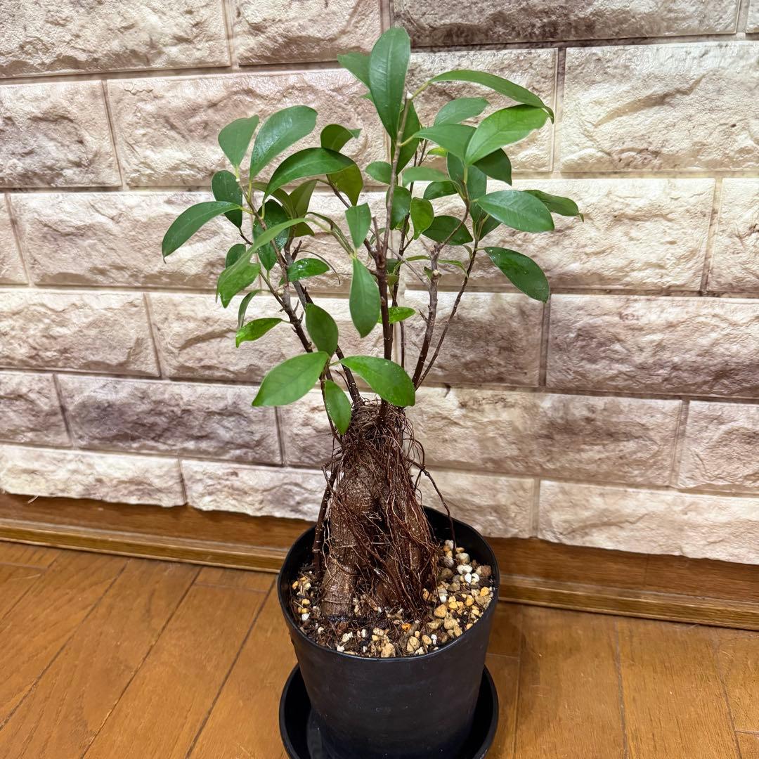 ガジュマル 実生株｜太幹・気根発達中｜盆栽向き・一点物　鹿児島産