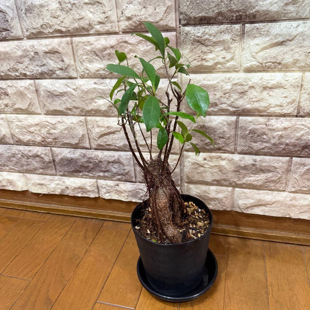 ガジュマル 実生株｜太幹・気根発達中｜盆栽向き・一点物　鹿児島産