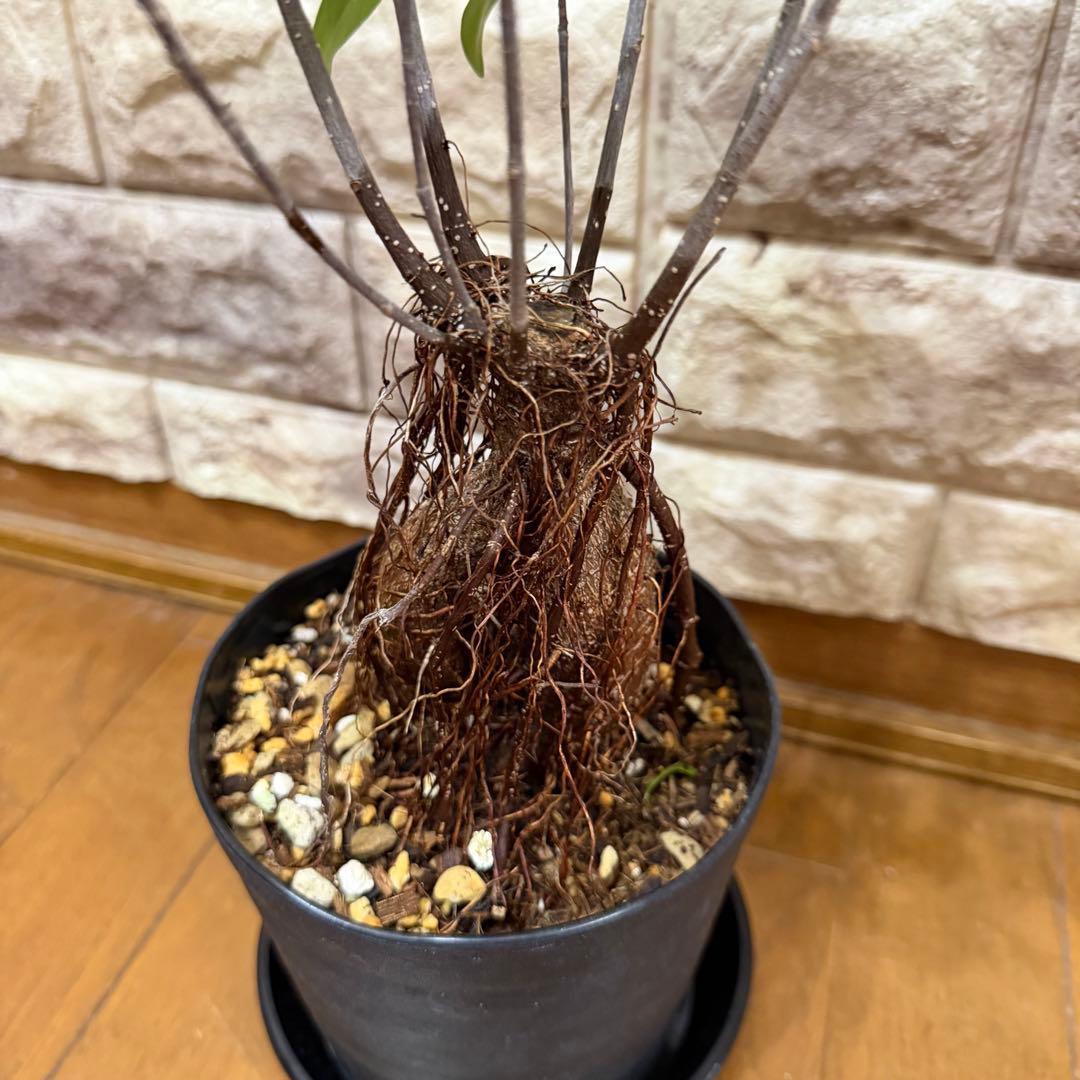 ガジュマル 実生株｜太幹・気根発達中｜盆栽向き・一点物　鹿児島産