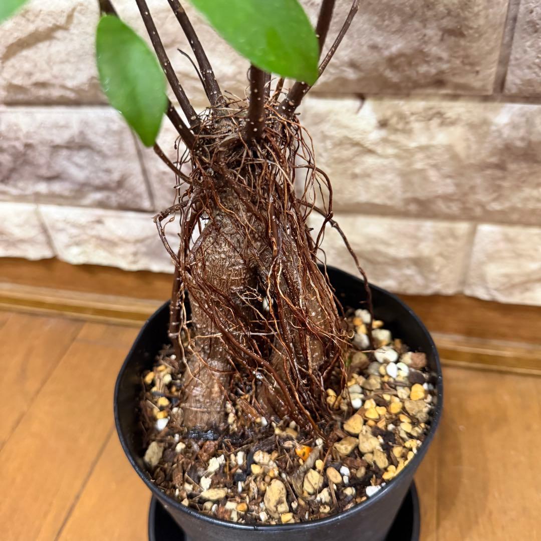 ガジュマル 実生株｜太幹・気根発達中｜盆栽向き・一点物　鹿児島産