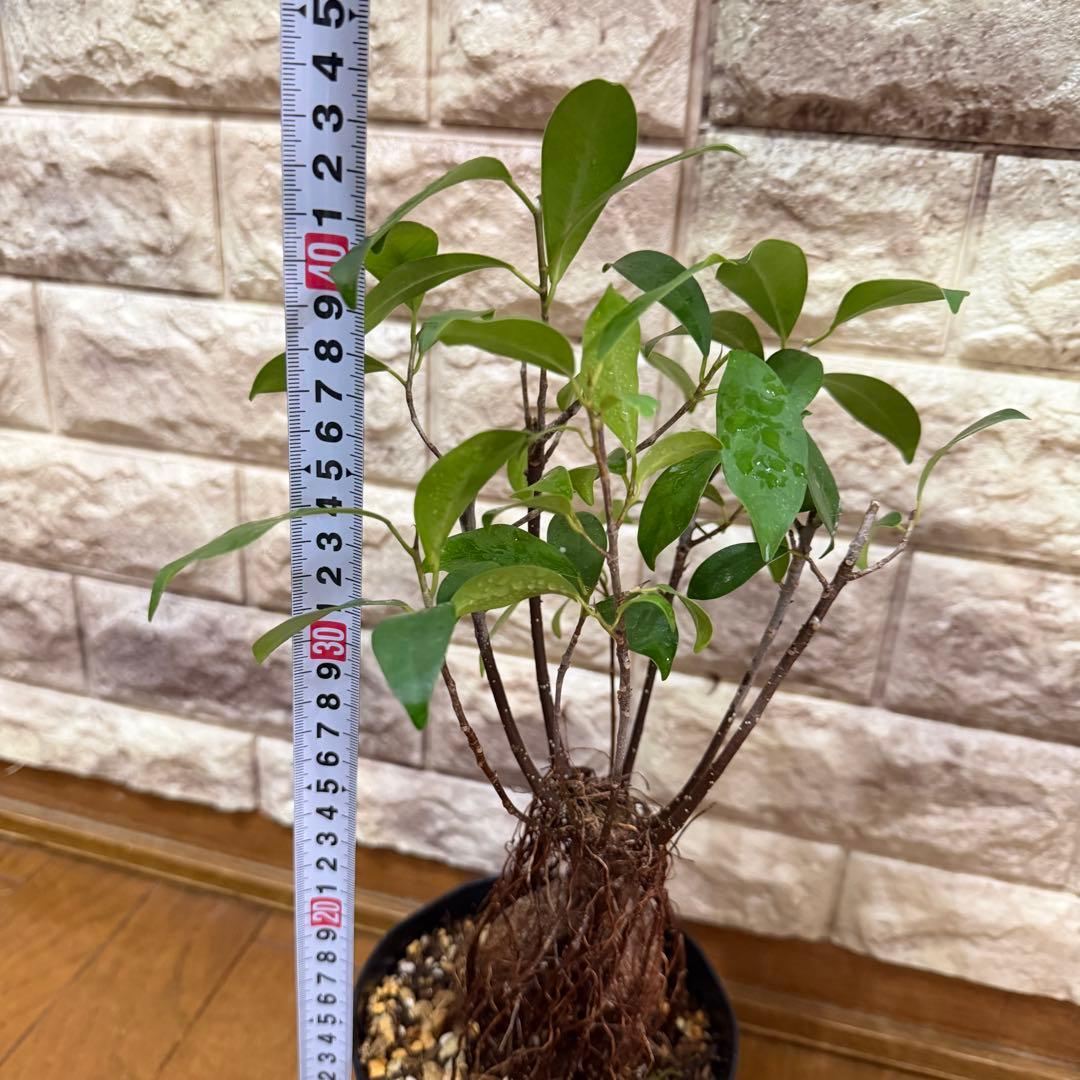 ガジュマル 実生株｜太幹・気根発達中｜盆栽向き・一点物　鹿児島産