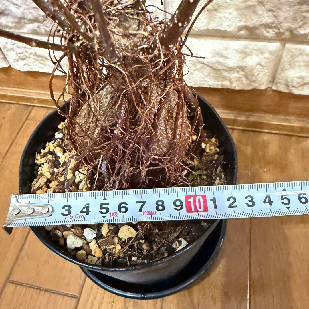 ガジュマル 実生株｜太幹・気根発達中｜盆栽向き・一点物　鹿児島産