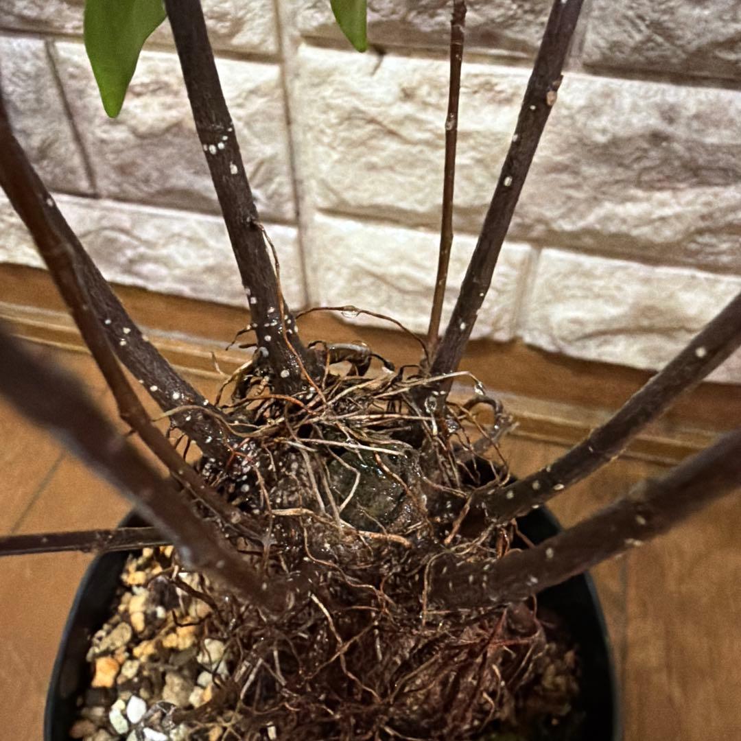 ガジュマル 実生株｜太幹・気根発達中｜盆栽向き・一点物　鹿児島産