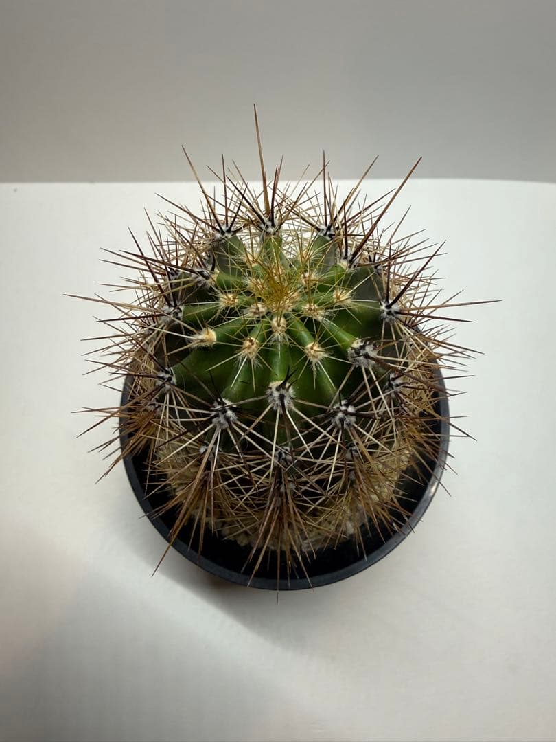 弁解柱　サボテン　鉢付き