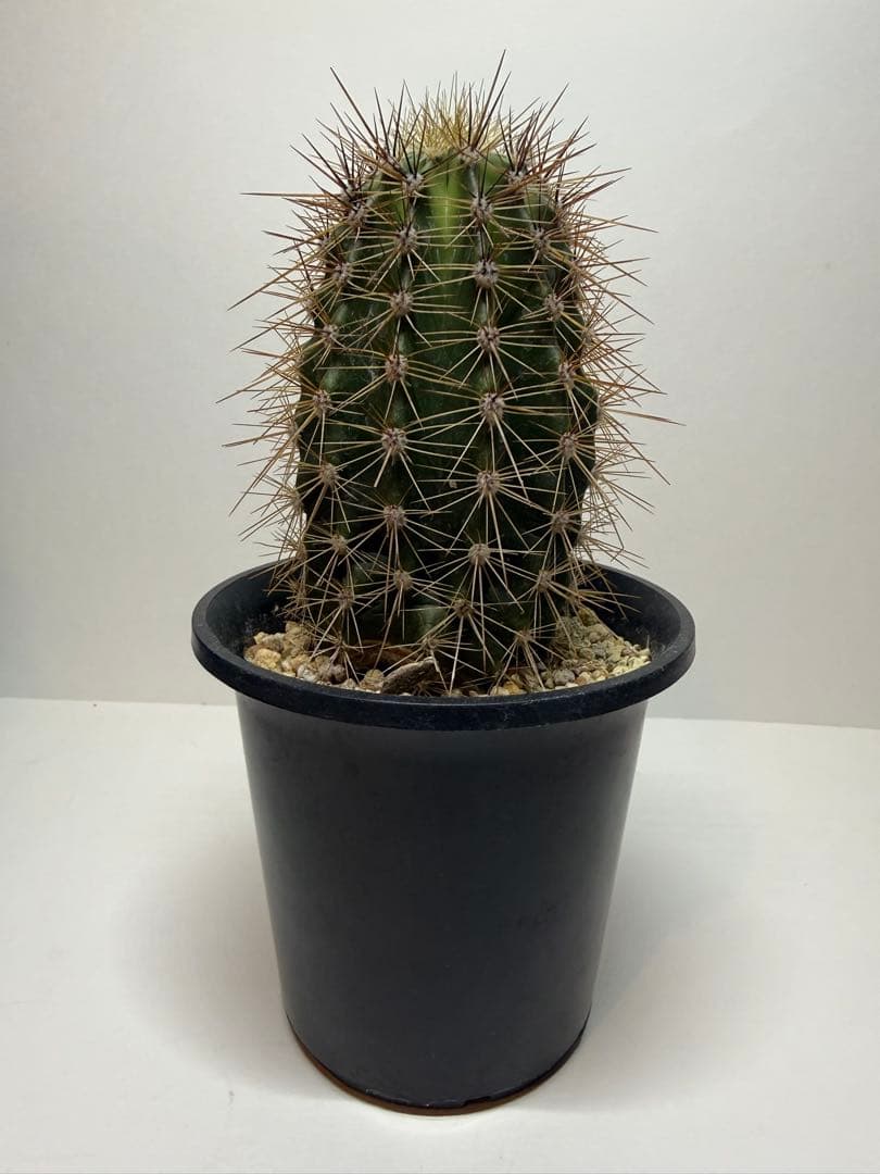 弁解柱　サボテン　鉢付き