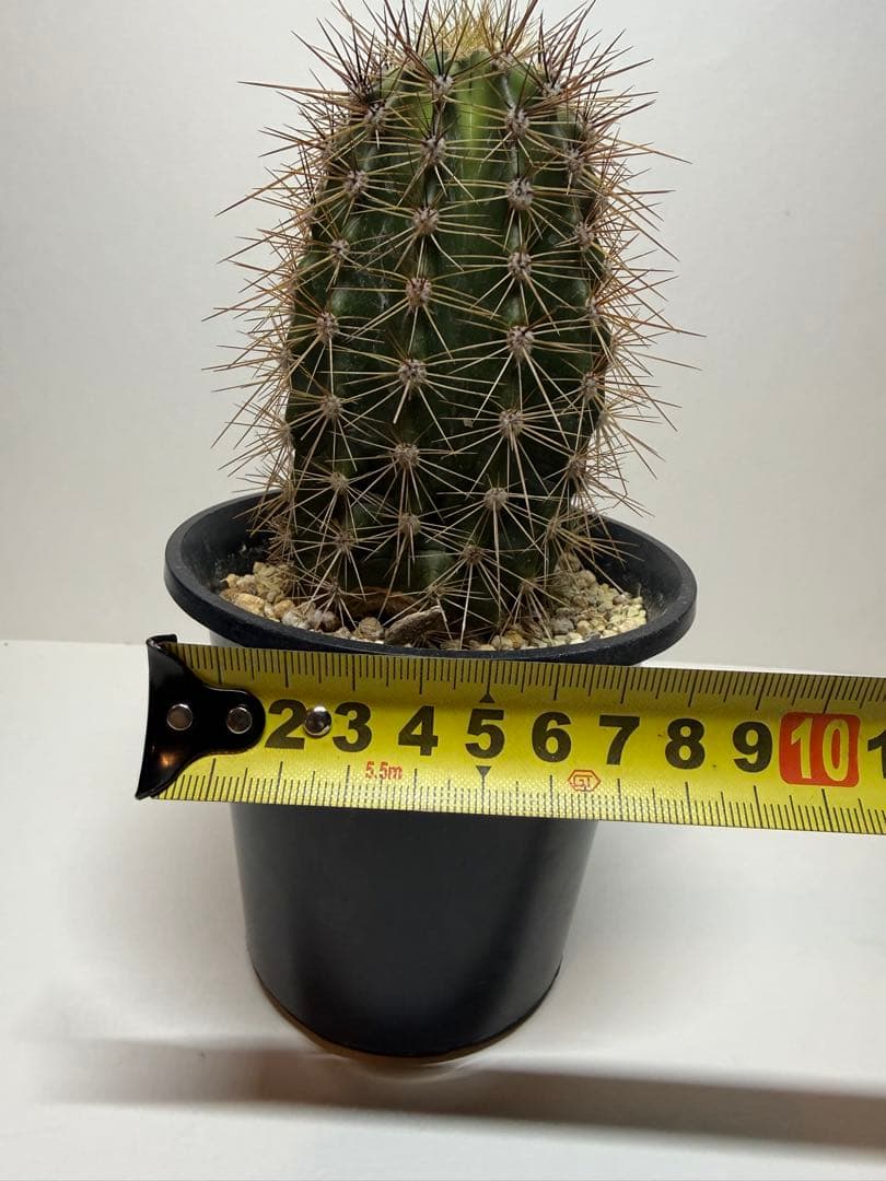 弁解柱　サボテン　鉢付き