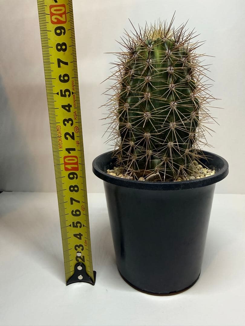 弁解柱　サボテン　鉢付き