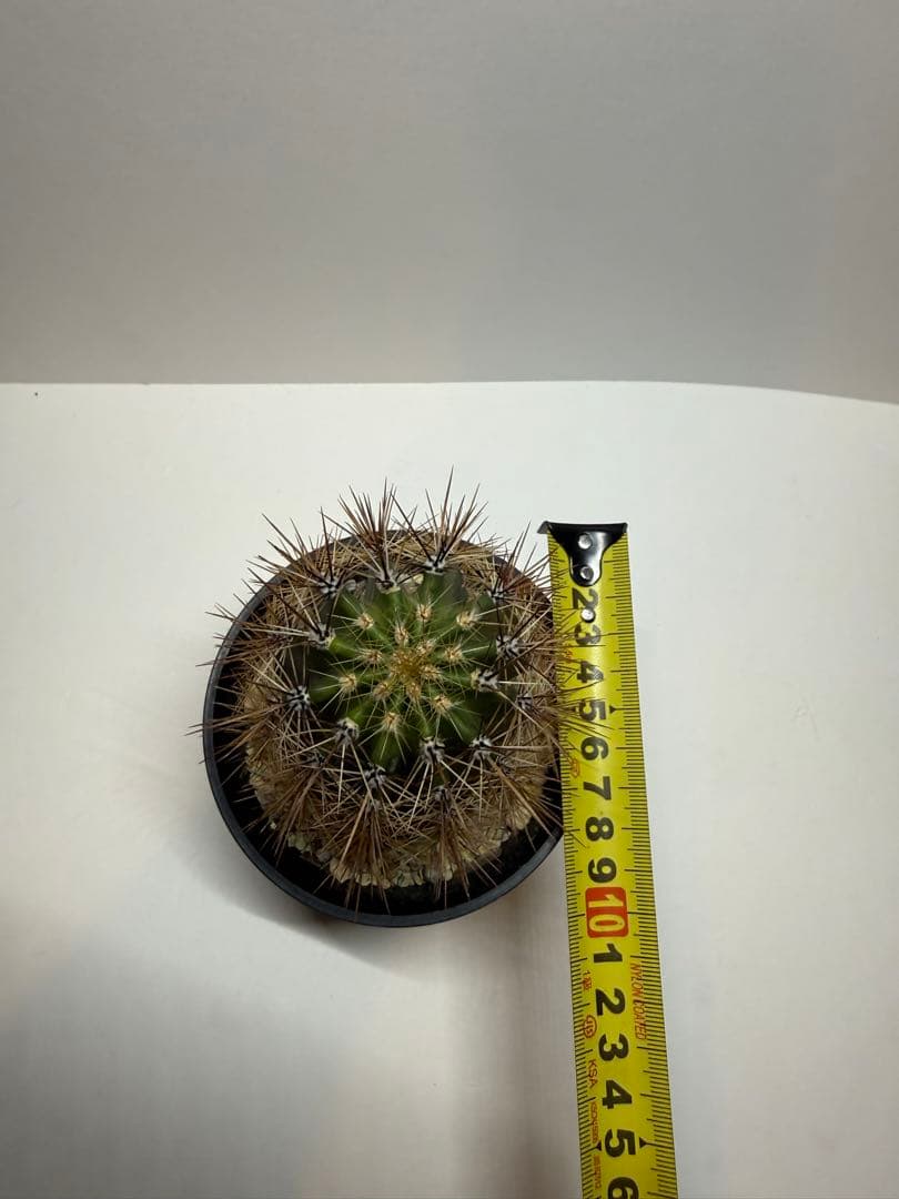 弁解柱　サボテン　鉢付き