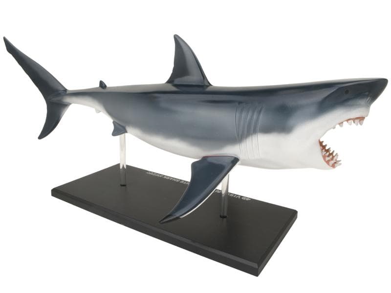 4Dビジョン ホホジロザメ 鮫 解剖モデル Great White Shark - メルカリ