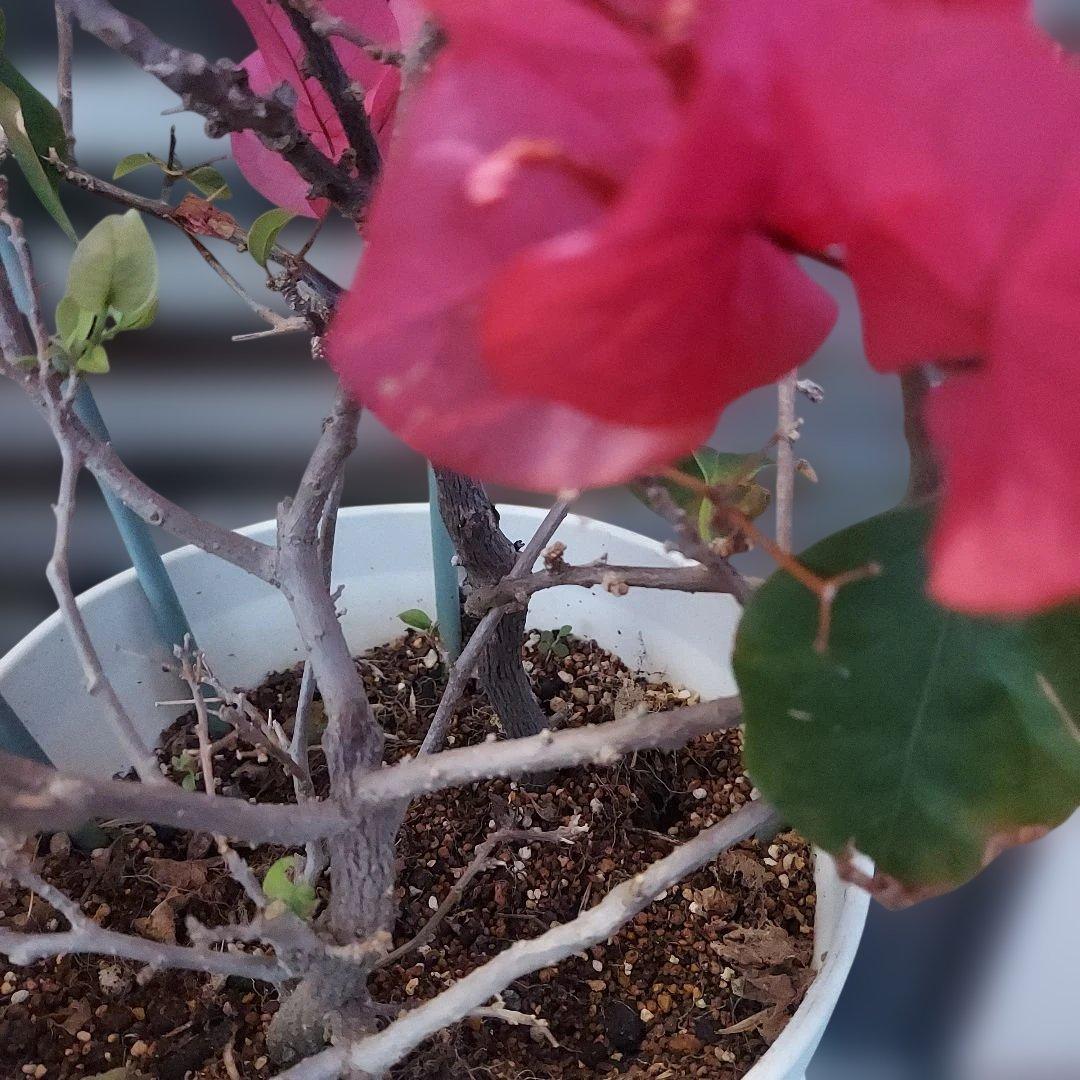 ブーゲンビリア No979 らくらくメルカリ便発送‼️ - メルカリ