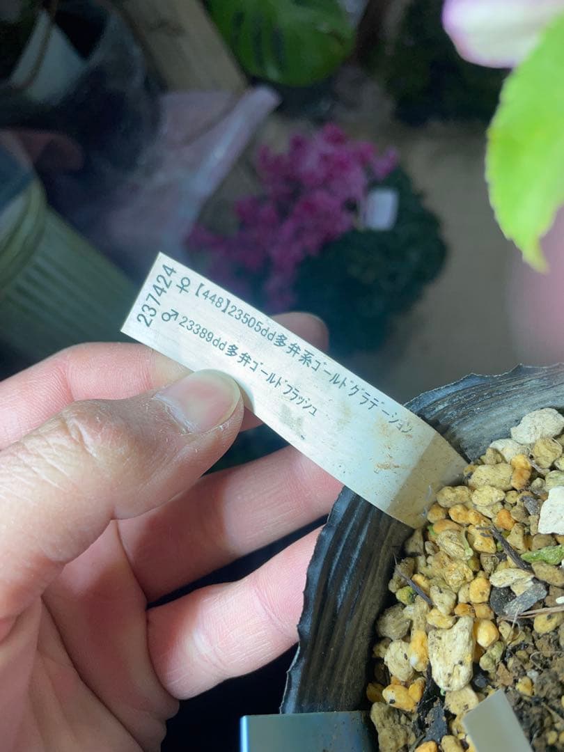 加藤農園 コールドフラッシュ交配 クリスマスローズ - メルカリ