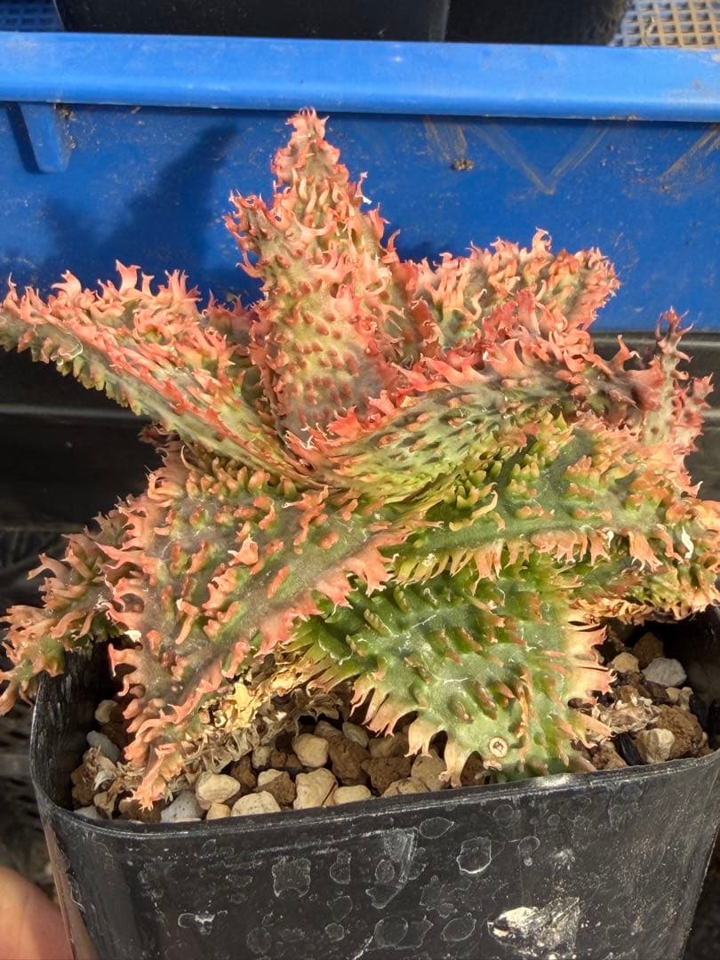 特上アロエ ハイブリッド Aloe hybrid 第四種 Fe−44 - メルカリ