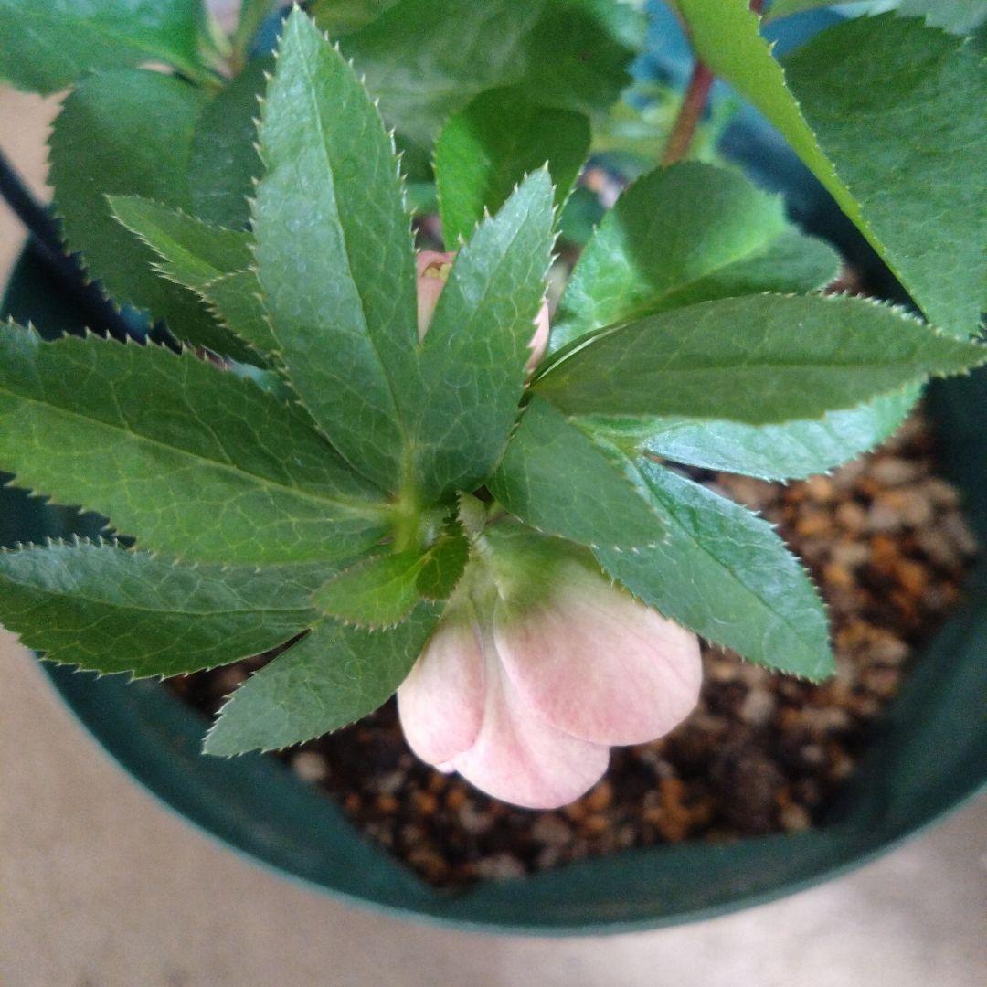 クリスマスローズ アプリコットイエロー系dd 開花株 ウィンター