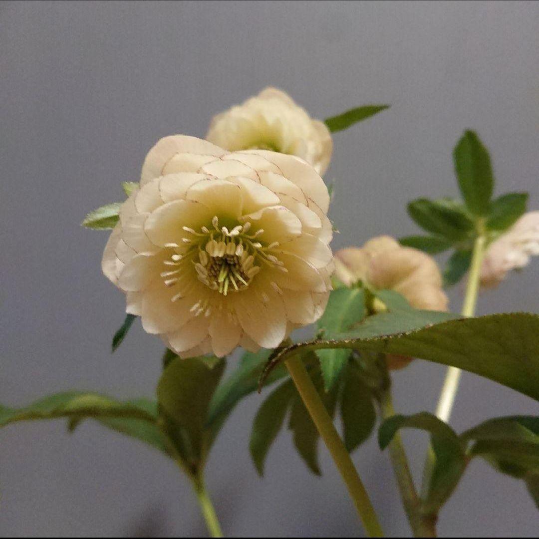 クリスマスローズ アプリコットイエロー系dd 開花株 ウィンター