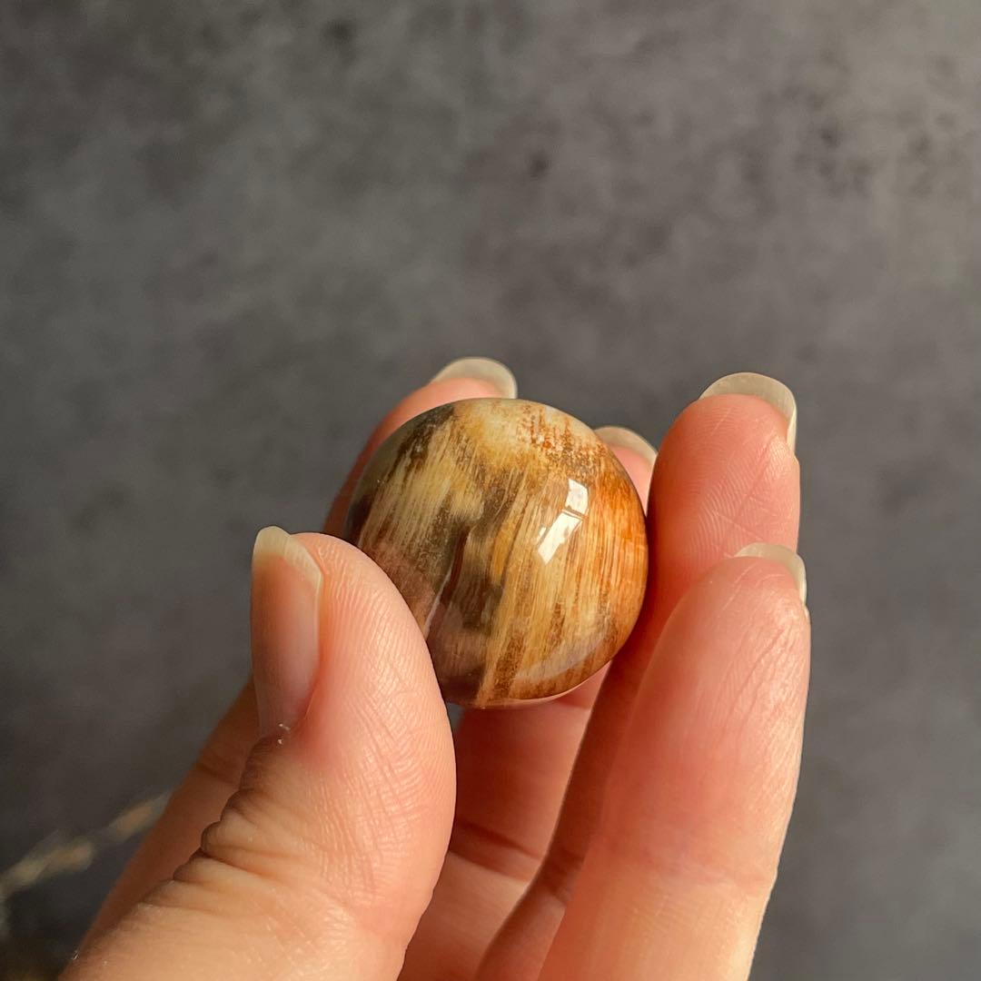 ペトリファイドウッド ミニegg 珪化木