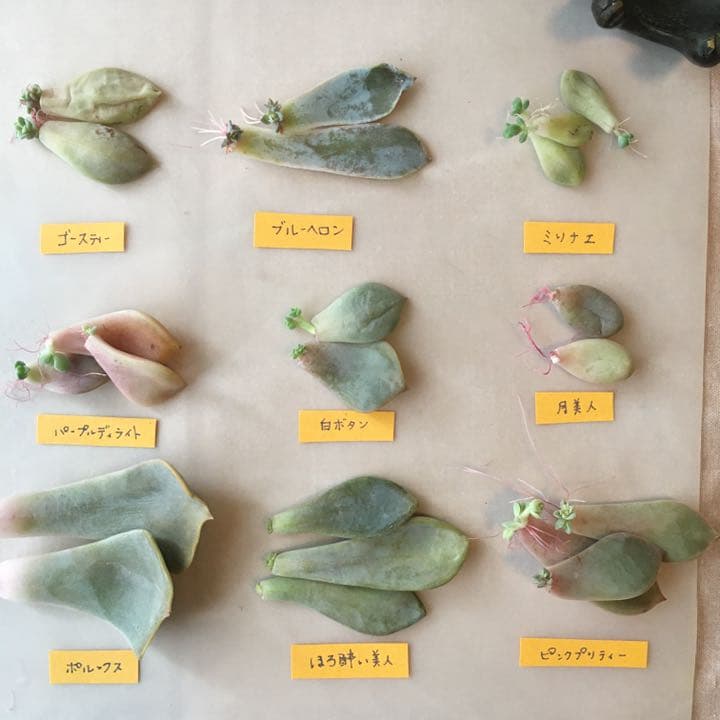 no. 37  葉挿し　発根もしくは発芽済み＋マーガレットレッピンのカット苗