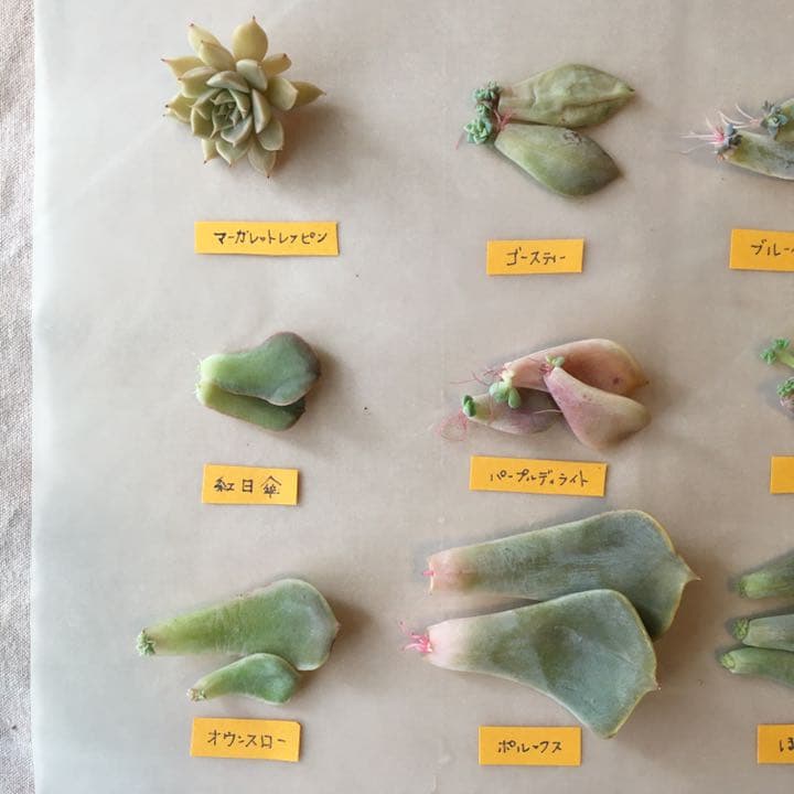 no. 37  葉挿し　発根もしくは発芽済み＋マーガレットレッピンのカット苗