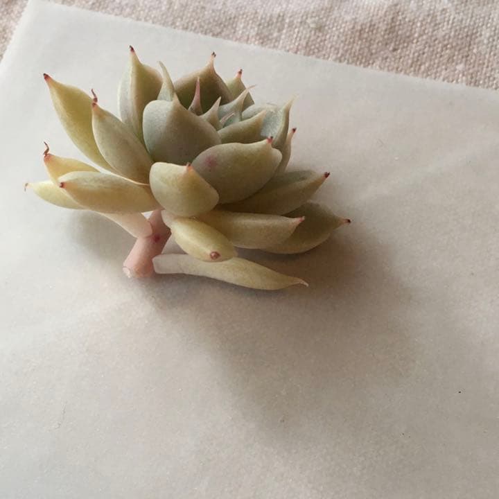 no. 37  葉挿し　発根もしくは発芽済み＋マーガレットレッピンのカット苗