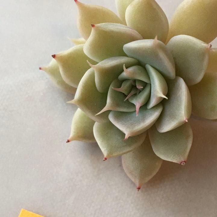 no. 37  葉挿し　発根もしくは発芽済み＋マーガレットレッピンのカット苗