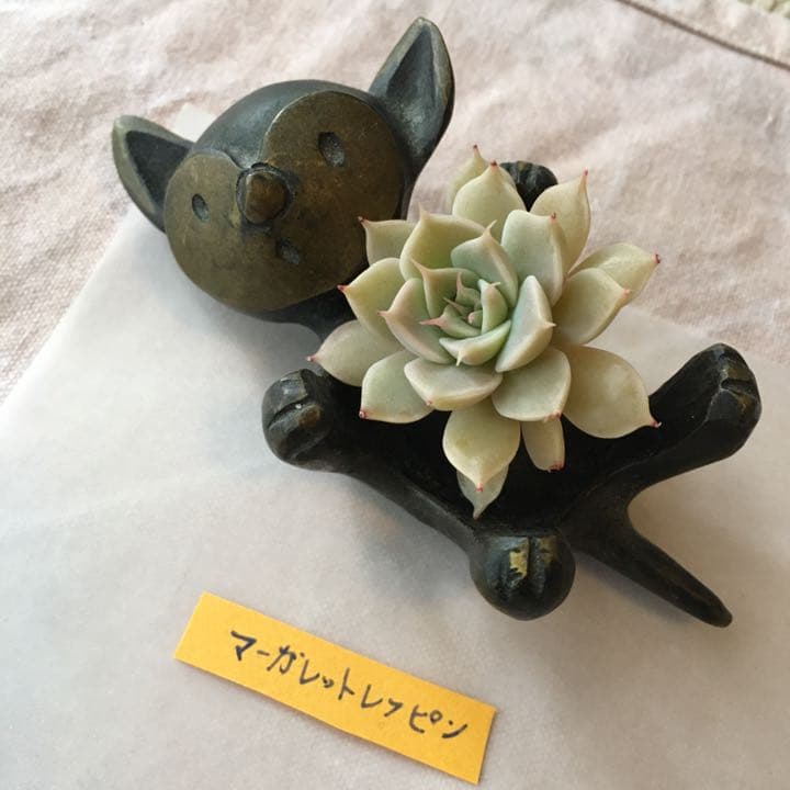 no. 37  葉挿し　発根もしくは発芽済み＋マーガレットレッピンのカット苗