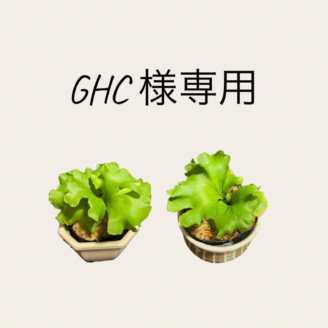 【おまとめ買い】リドレイ　モンキーキング