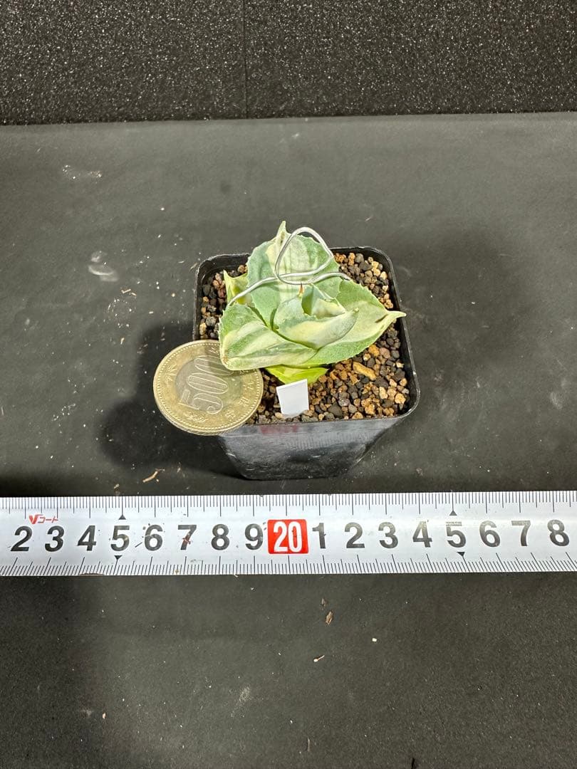 希少【突然変異個体 王妃雷神白中斑 変鋸歯 唯一無二 一点のみ