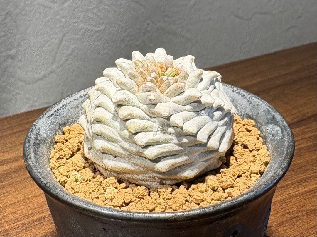 ユーフォルビア オベサ鉄甲 オベ鉄★抜き苗★