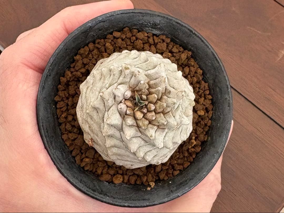 ユーフォルビア オベサ鉄甲 オベ鉄★抜き苗★