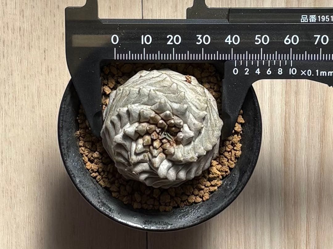 ユーフォルビア オベサ鉄甲 オベ鉄★抜き苗★