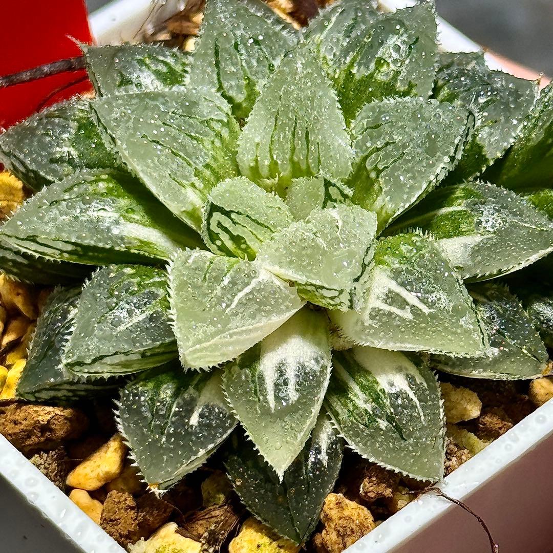 く*じ様 氷砂糖錦 超美株 子株付き ハオルチア 観葉植物 オークション