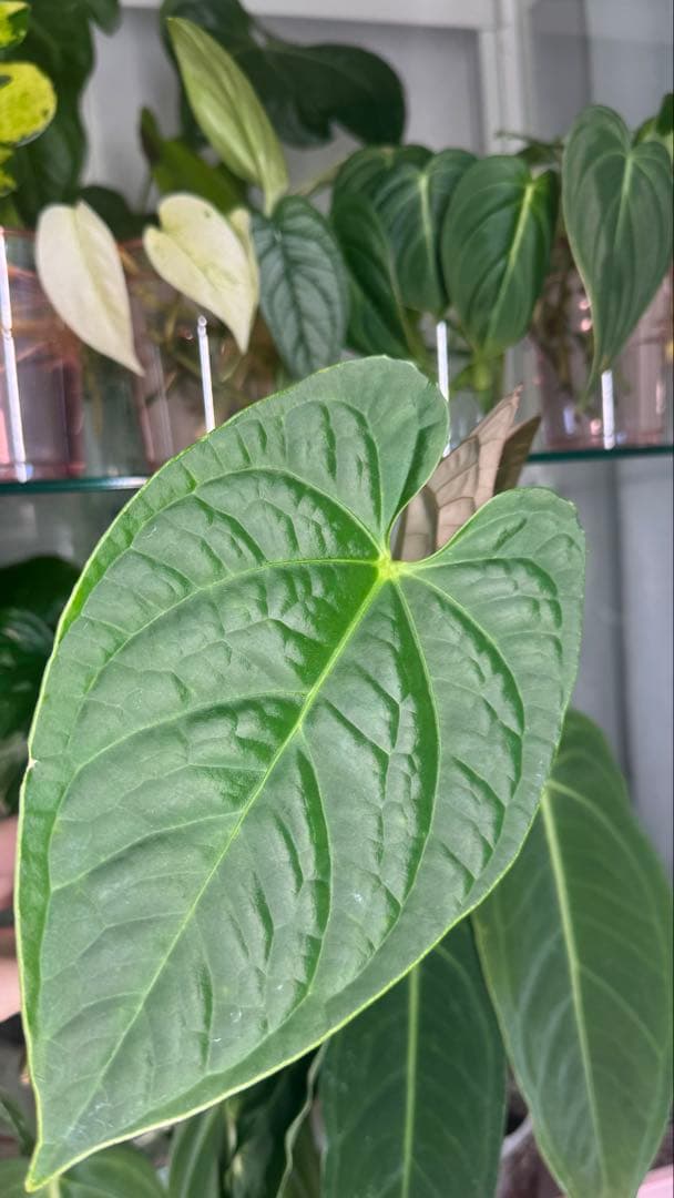 新葉展開中です Anthurium Regale x Luxurians - メルカリ