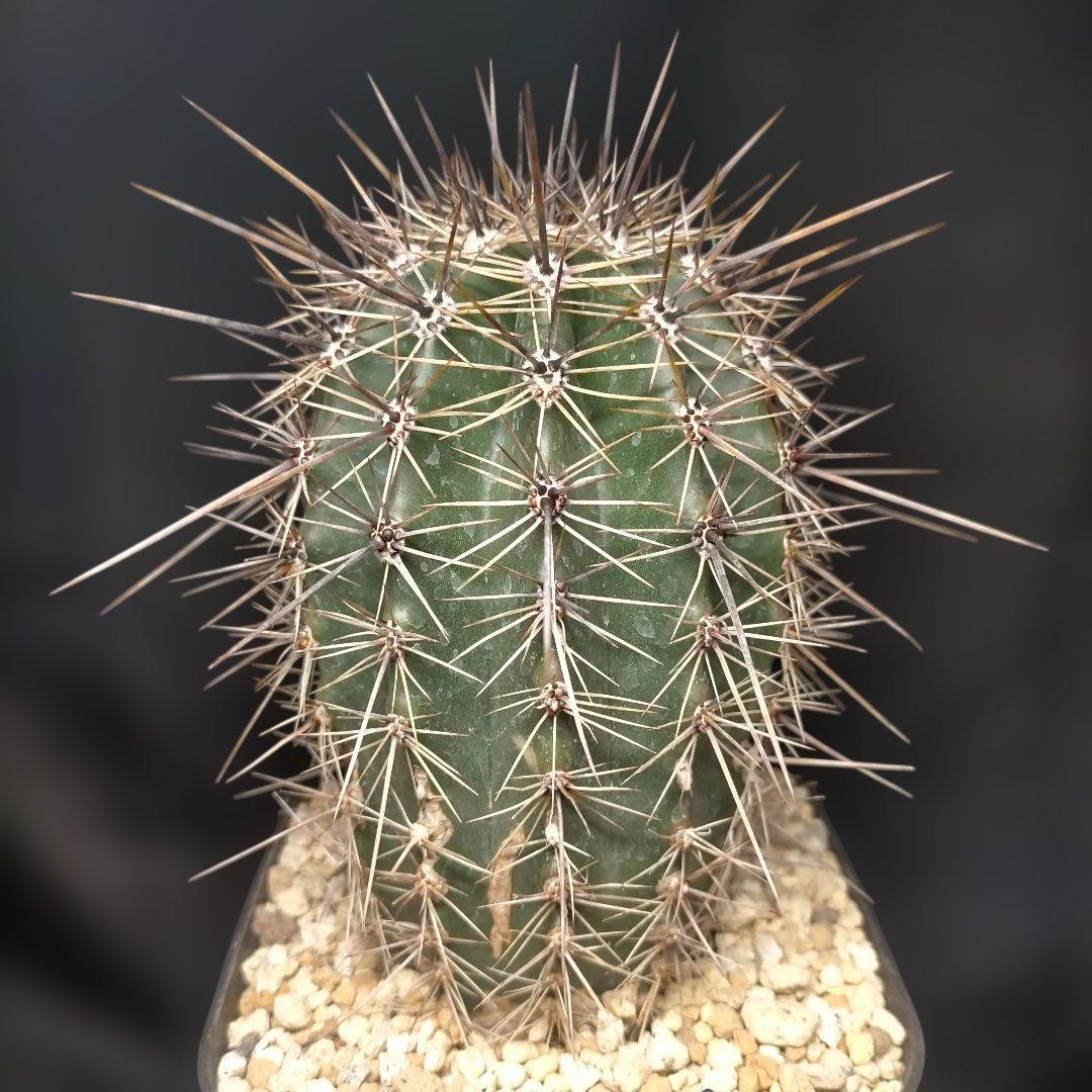 カルネギア 弁慶柱 強刺 長刺 武倫柱 ドライガーデン 地植え 耐寒耐暑