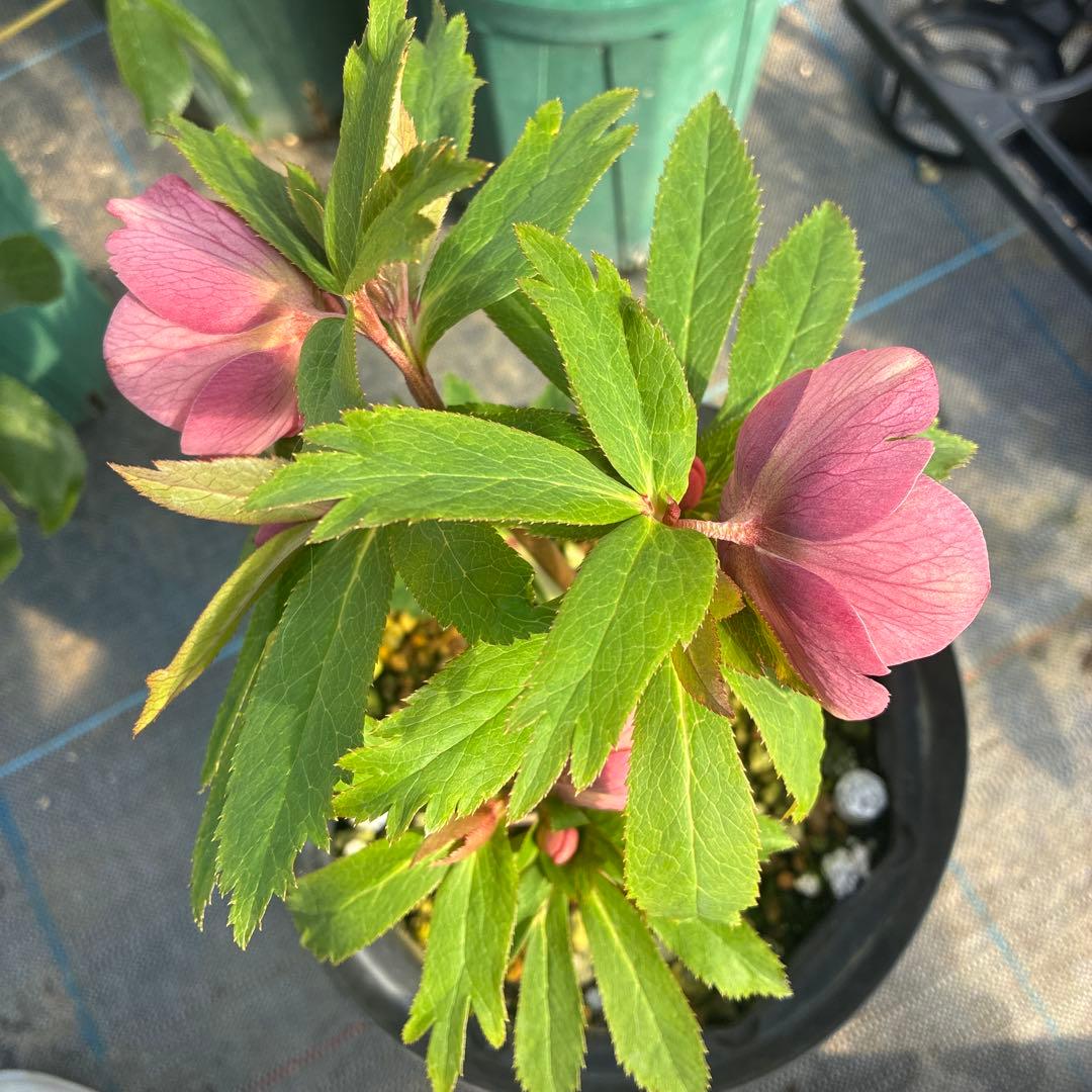 クリスマスローズ アプリコットピンク オーレア セミ？ 7寸 - メルカリ